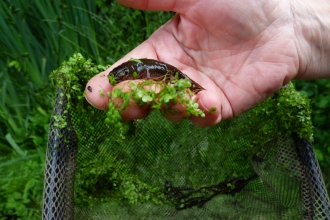 Palmate newt showing spotty underside