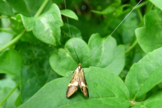 Yellow-barred longhorn moth on the garden hedge