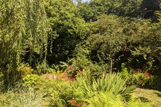 a willow tree flourishes and is surrounded by bright greens, yellows and oranges of various shrubs and grasses
