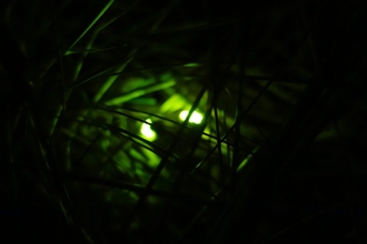 Glow Worms amongst Marram Grass