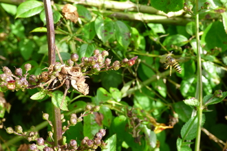 Wasp flying to a Figwort_Rowena Millar