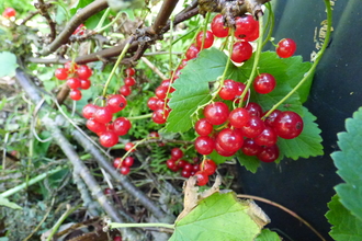 Redcurrants