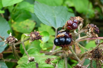 Orange Fly on Blackberries