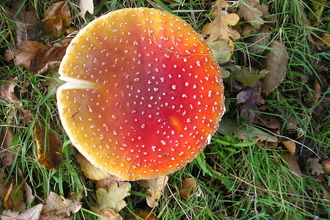 Fly Agaric Mushroom