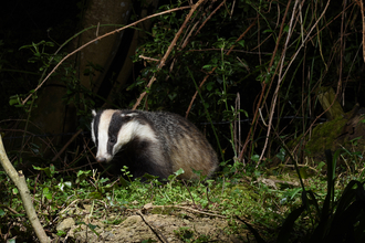 Badger
