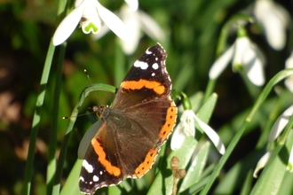 Red Admiral Butterfly on Snowdrop Flowers
