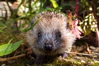 Hedgehog in garden