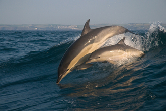 Common dolphin and calf, Image by Adrian Langdon