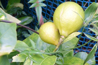Two lemons in a greenhouse