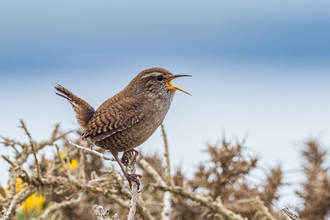 Wren