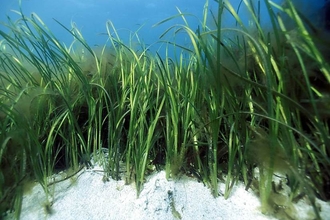 Seagrass