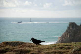 Chough at Lands End, Image by Pete Warman