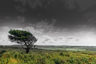 State of Nature Cornwall 2020