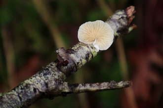 Emily Hardisty explores Cabilla & Redrice Woods Nature Reserve