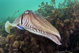Cuttlefish by Alexander Mustard/2020VISION
