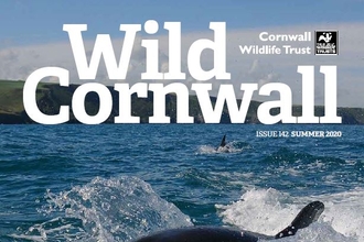 Wild Cornwall - Issue 142 - Summer 2020