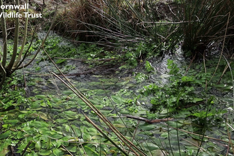 Emily Hardisty explores Ventongimps Moor Nature Reserve