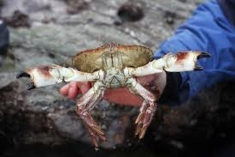Edible Crab at Polzeath 