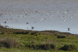 Gulls at Maer Lake 