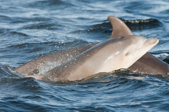 Common Dolphin mother and calf