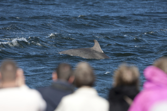 Individuals watching Bottlenose Dolphins from the coast