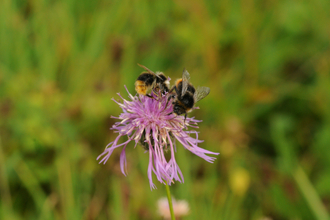 Male Red tailed bumblebees Boscawen Rd Meadow 