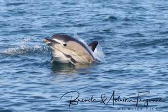 beautiful common dolphin coming out of the water