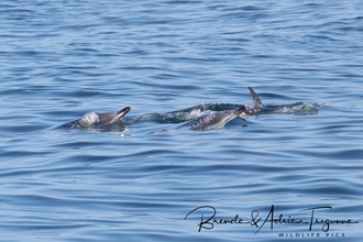 There are three Common dolphin at the surface of the water