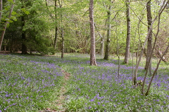 Bluebells at one of Cornwall's County Wildlife Site