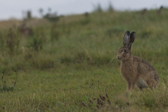 An alert hare amongst the grassland