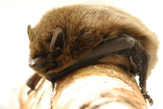 Pipistrelle Bat by Amy Lewis