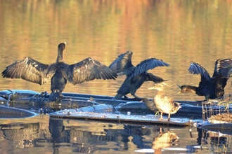 Three Cormorants at Swanpool lake