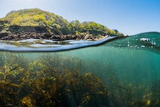 The image is of an ocean scene, half under the sea, half above the water