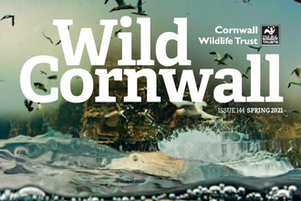 Wild Cornwall - Issue 144