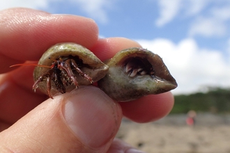 St Piran's Crab (Left) and Common Hermit Crab (Right), Image by Shoresearch Cornwall