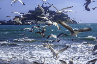 Birds at St Michaels Mount