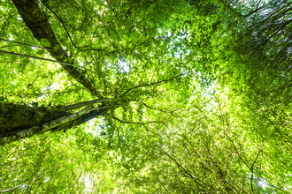 Looking up through canopy at Cabilla Woods