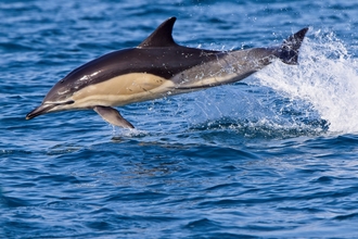 Common Dolphin, Image by Tony Mills (featured in Cornwall Wildlife Trust's 2022 Wild Cornwall Calendar)