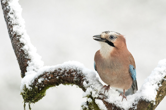 Jay, Image by Bill Hall (featured in Cornwall Wildlife Trust's 2022 Wild Cornwall Calendar)