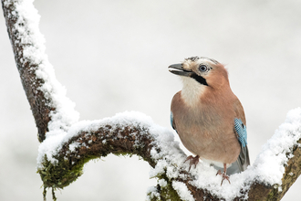 Jay, Image by Bill Hall (featured in Cornwall Wildlife Trust's 2022 Wild Cornwall Calendar)