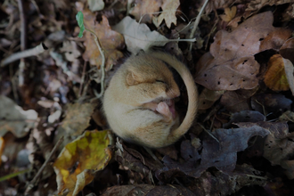 Dormouse