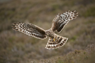 Adult Female Hen Harrier, Image by Mark Hamblin/2020VISION