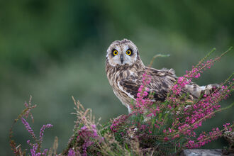Short Eared Owl, Image by Adrian Langdon
