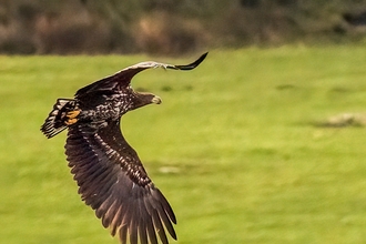 White-tailed Eagle visits Cornwall, Image by Cat Lake Photography