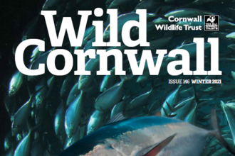 Wild Cornwall Winter 146 - Top weighted