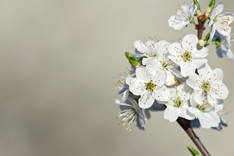 Blackthorn Blossom, Image by Guy Edwardes/2020VISION