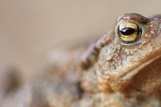 Common Toad, Image by Tom Marshall