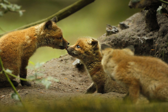 fox cubs