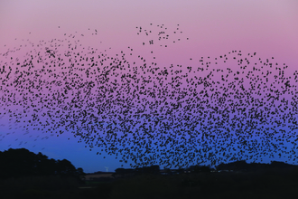Starlings at Marazion by Tony Mills