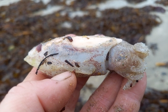 A rare pink cuttlefish found on Marazion Beach, Image by Constance Morris